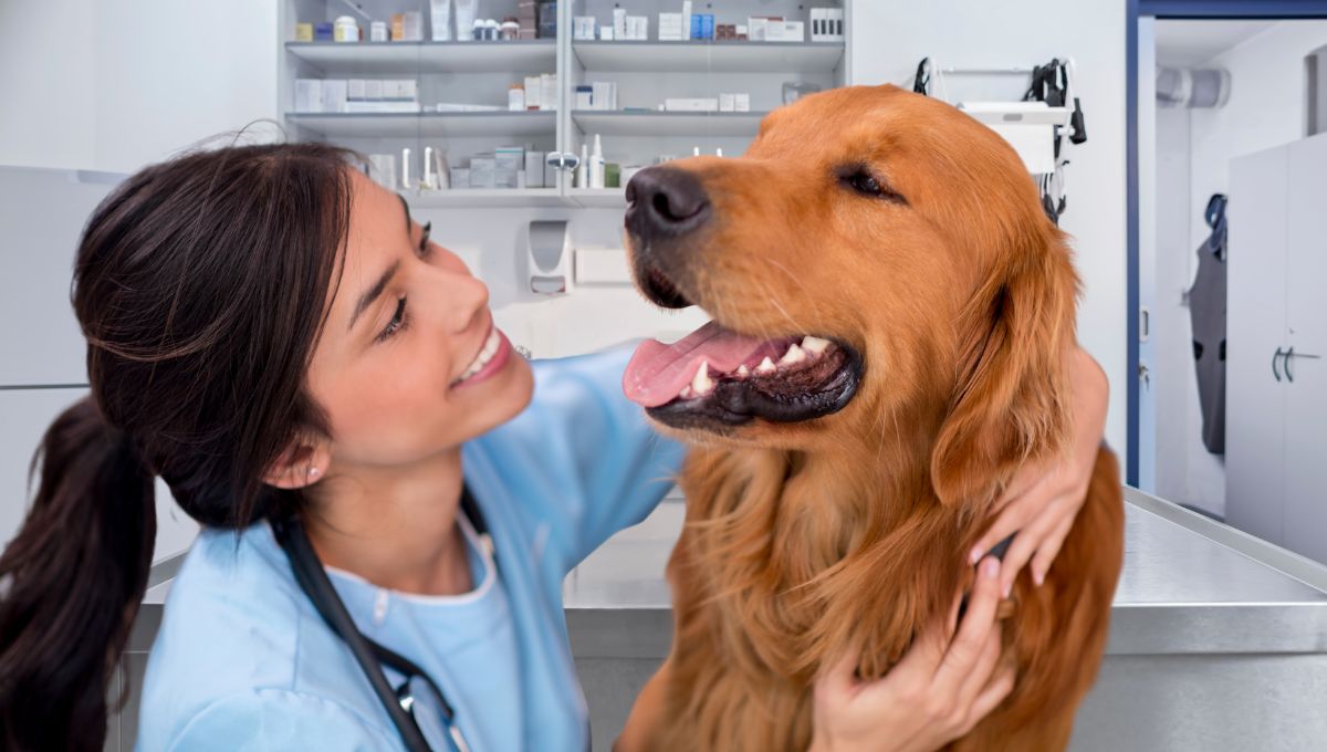 Veterinaria Abere Tolosa albaitaritza: Veterinario